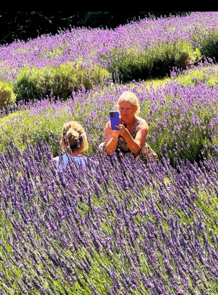 Lavender - small bunches of 3