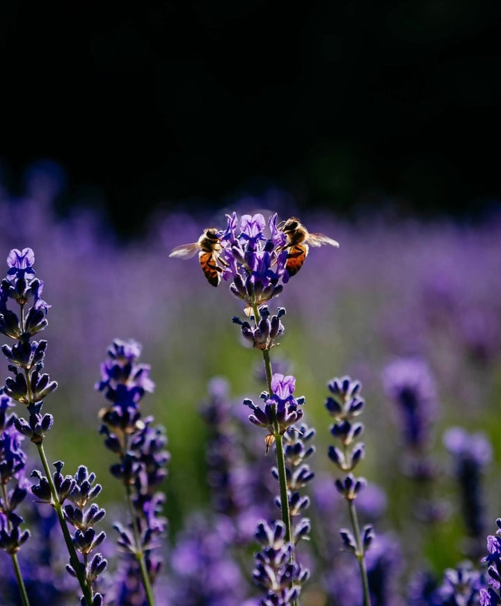 Lavender - small bunches of 3